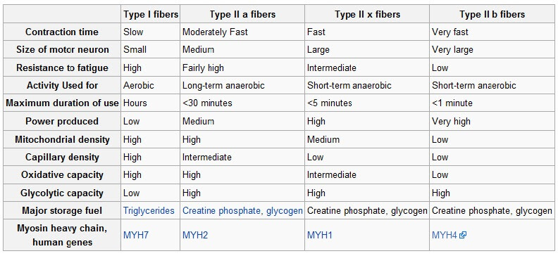 muslce-fiber-type-chart